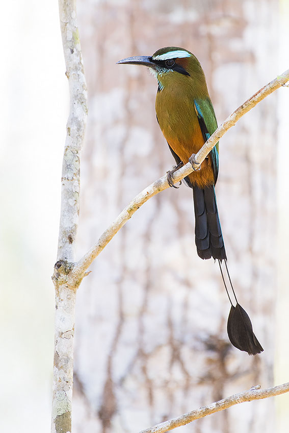 Turquoise-browed Motmot by Leander Khil - La Paz Group