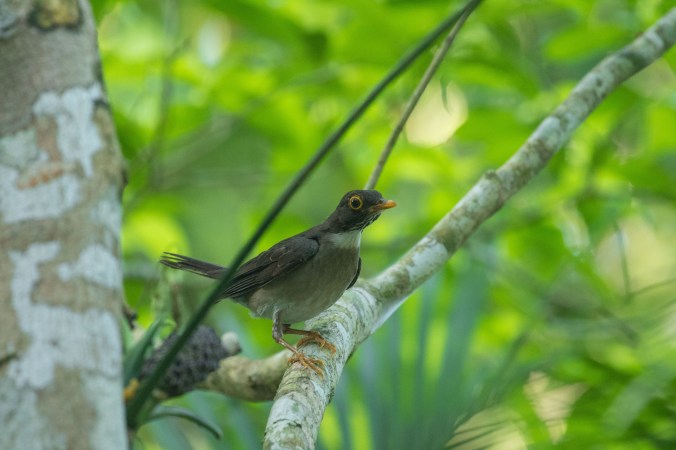 White-throated Thrush by Richard Kostecke - La Paz Group