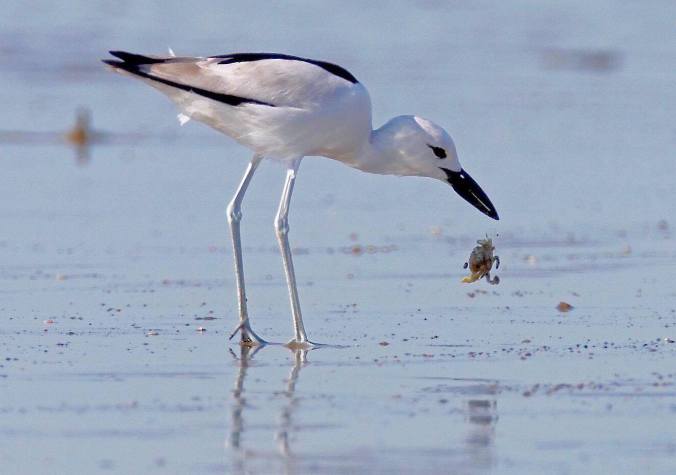 Crab Plover by Gururaj Moorching - La Paz Group