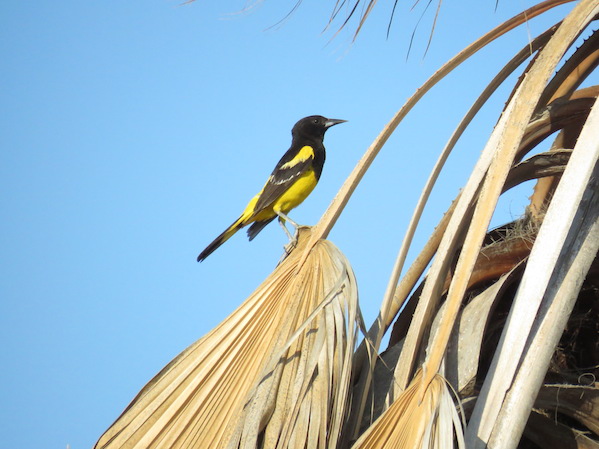 Scott's Oriole by Seth Inman - La Paz Group
