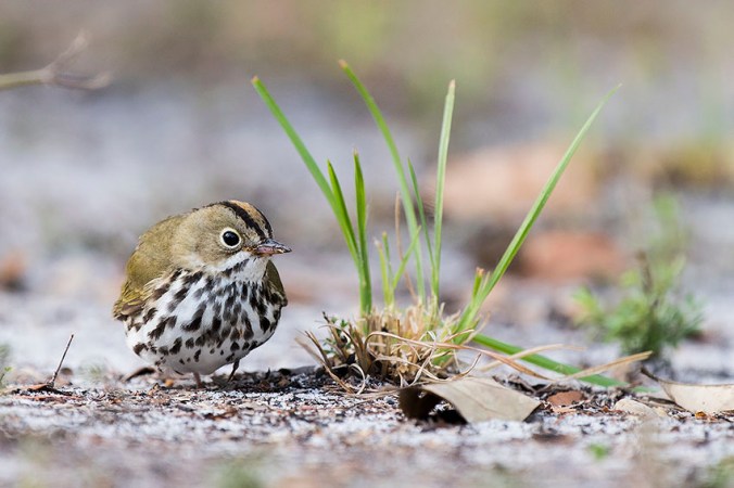 Ovenbird by Leander Khil - La Paz Group
