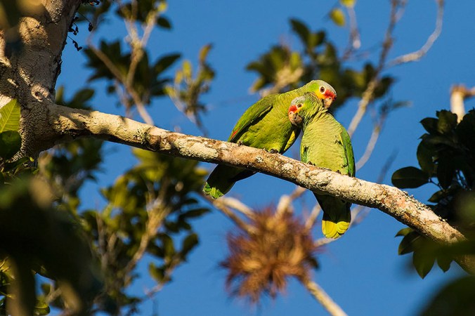 Red-lored Parrot by Leander Khil - La Paz Group