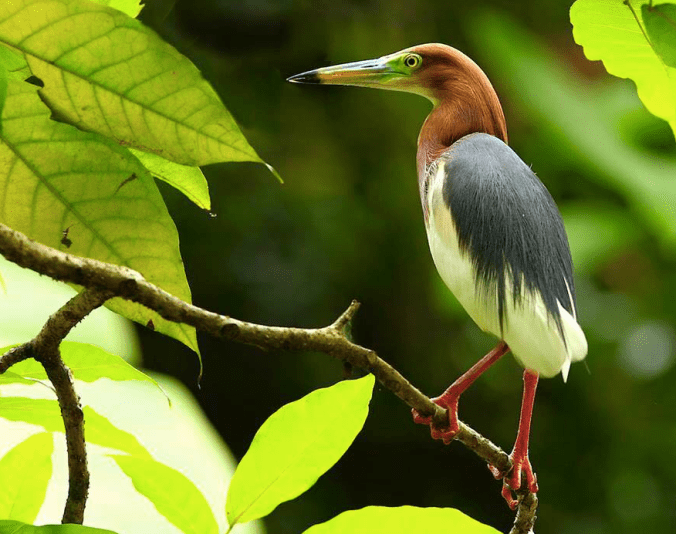 Chinese Pond Heron by Gururaj Moorching - La Paz Group