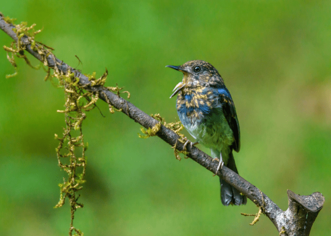 White-bellied Blue-Flycatcher by Ramesh Desai - La Paz Group
