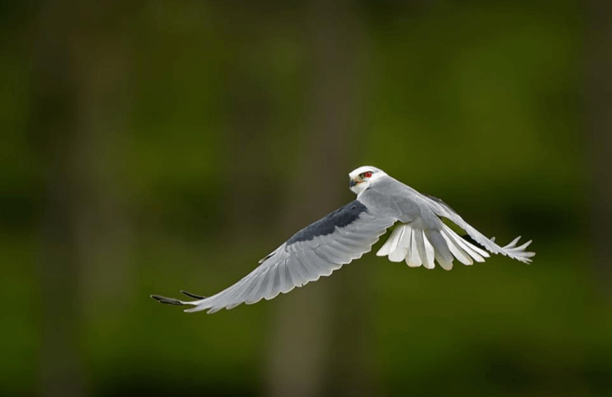 Black-winged Kite by Dr. Eash Hoskote - La Paz Group