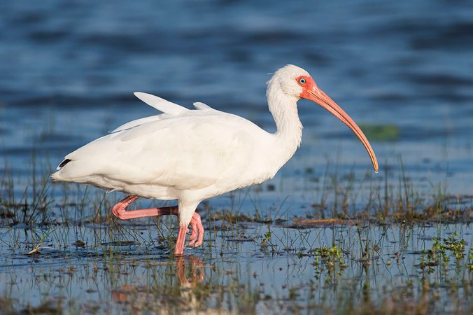 White Ibis by Leander Khil - La Paz Group 