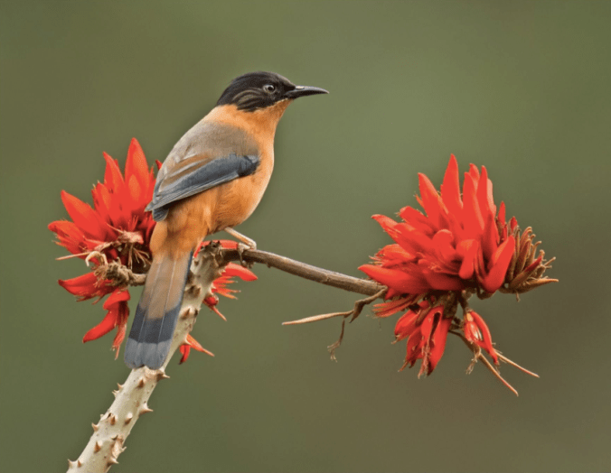 Rufous Sibia by Dr. Eash Hoskote