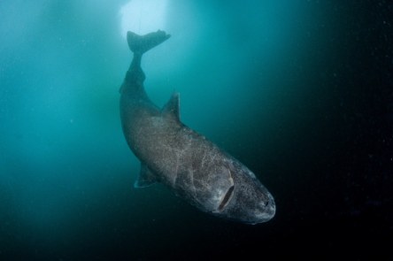 OConnor-Strange-Gruesome-Story-Greenland-Shark