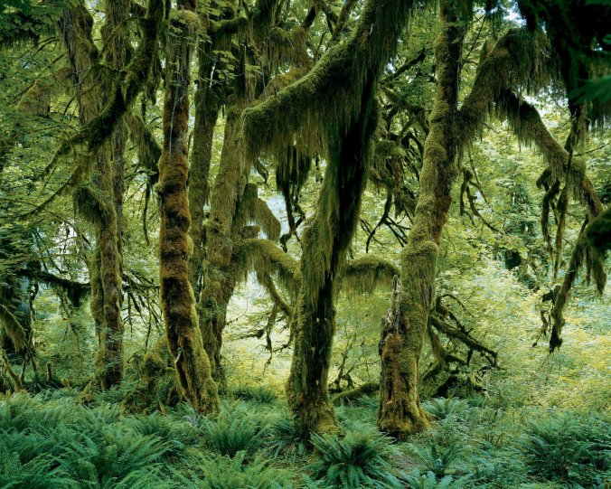 rainforest-slide-IB5C-superJumbo