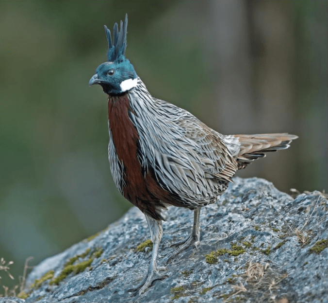 Koklass Pheasant by Dr. Eash Hoskote - La Paz Group