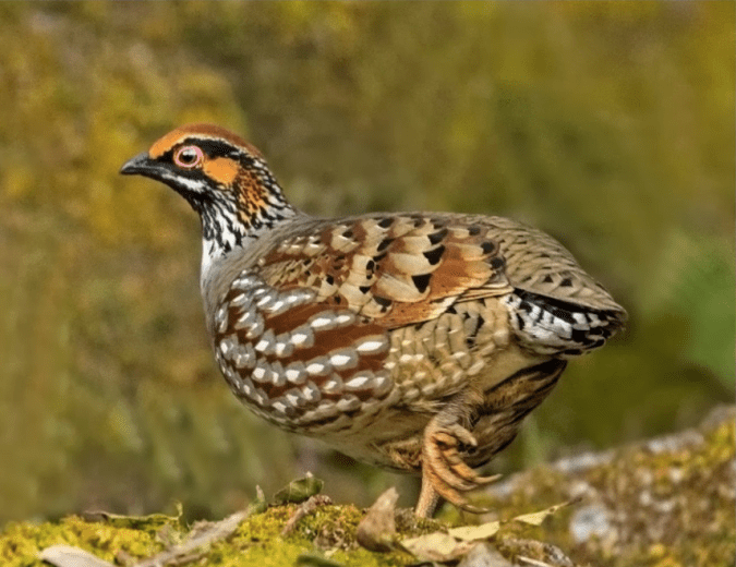 Hill Partridge by Dr. Eash Hoskote - La Paz Group