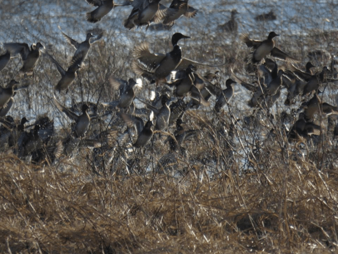 Mallards in flight by Seth Inman - La Paz Group
