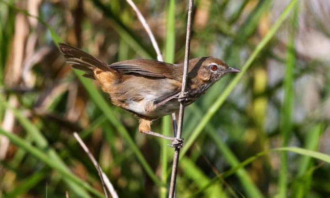 Marsh Babbler by Gururaj Moorching - La Paz Group