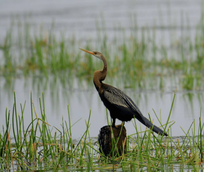 Oriental Darter by Puneet Dhar - La Paz Group