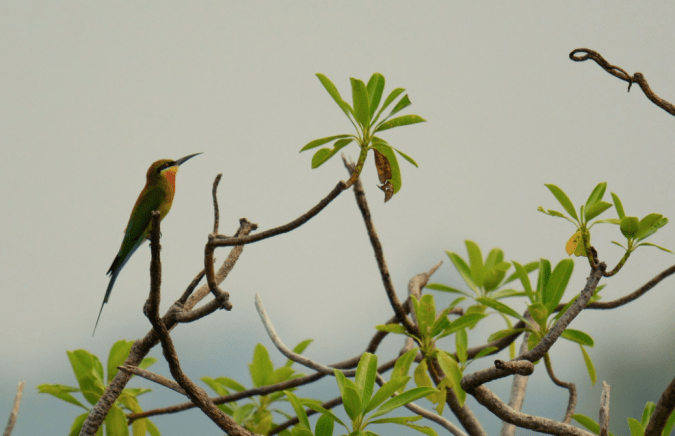 Blue-tailed Bee-eater by Puneet Dhar - La Paz Group