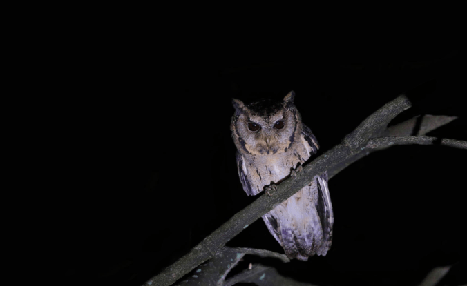 Collared Scops Owl by Gururaj Moorching - La Paz Group