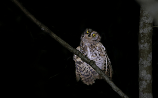 Oriental Scops Owl by Gururaj Moorching - La Paz Group