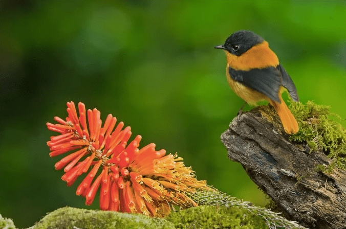 Black-and-rufous Flycatcher by Dr. Eash Hoskote - La Paz Group