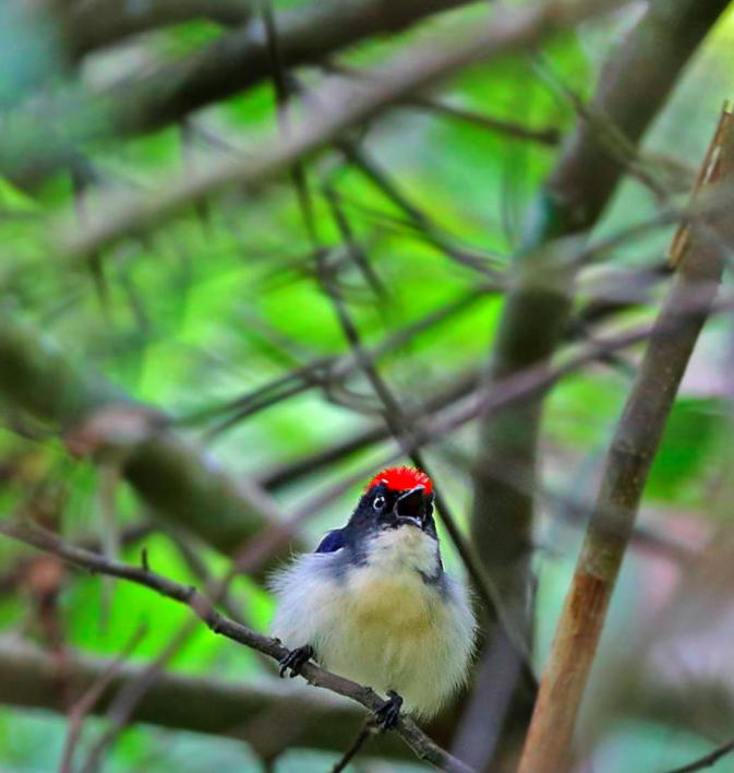 Scarlet-backed Flowerpecker by Gururaj Moorching - La Paz Group
