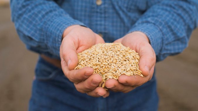 Farmer Doug Thomas holds rice at a storage facility near Olivehurst, California.
