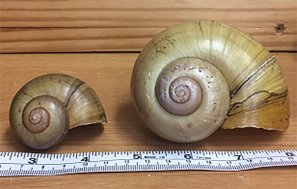 29tb-beaks02-master675