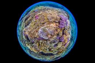 coral-reefs-a-globally-important-habitat-but-threaten-image-by-j-craggs-horniman-museum-and-gardens