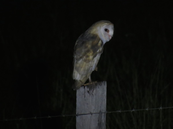 Barn Owl - Seth Inman. La Paz Group