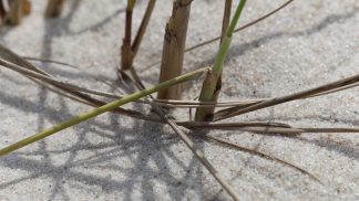 Crofton 12U Select 2017 Season