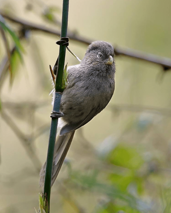 Brown Parrotbill by Gururaj Moorching - La Paz Group