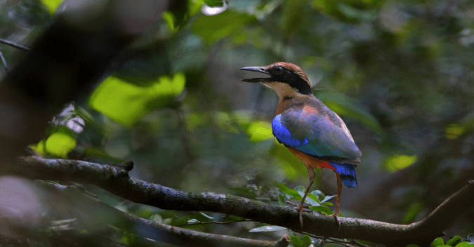 Mangrove Pitta by Gururaj Moorching - La Paz Group