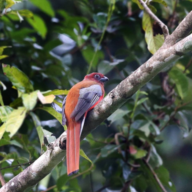 Red-headed Trogon by Gururaj Moorching - La Paz Group