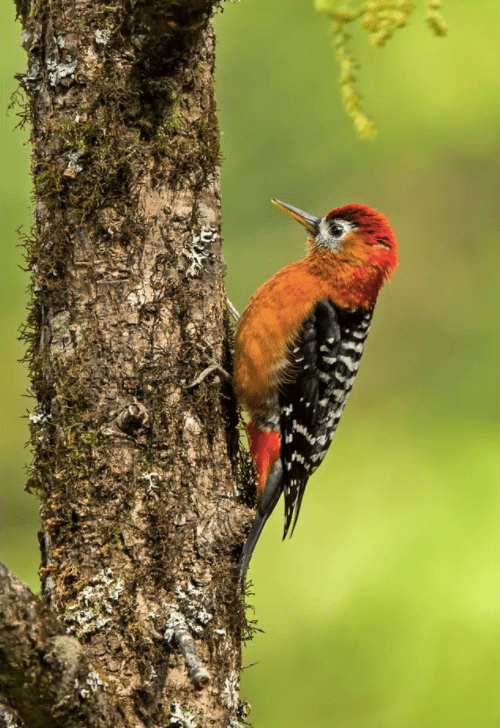 Rufous-bellied Woodpecker by Dr. Eash Hoskote - La Paz Group