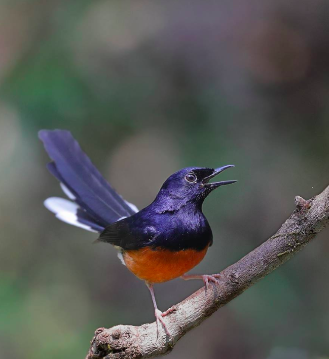 White-rumped Shama by Gururaj Moorching - La Paz Group