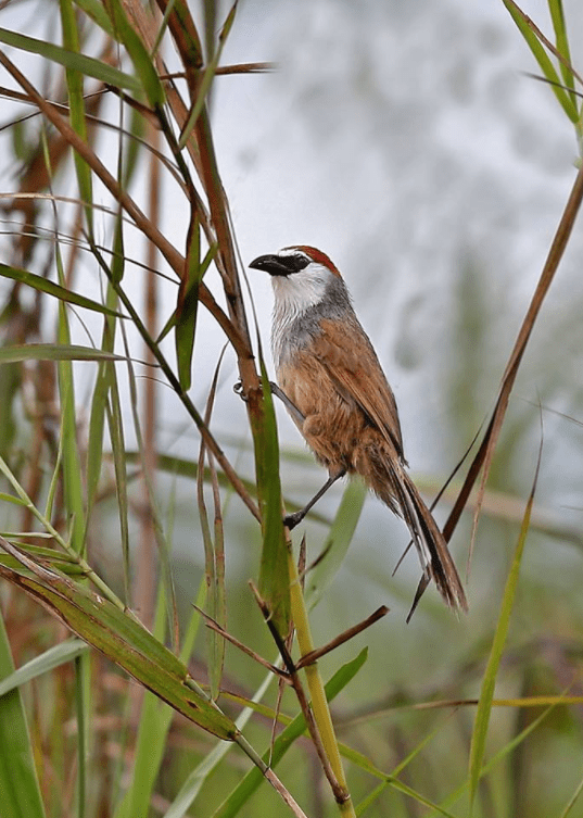 Chestnut-capped Babbler by Gururaj Moorching - La Paz Group