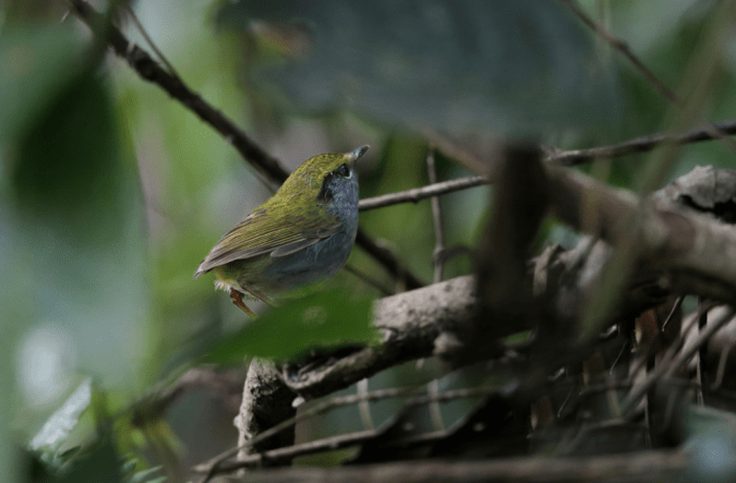 Slaty-bellied Tesia by Gururaj Moorching - La Paz Group