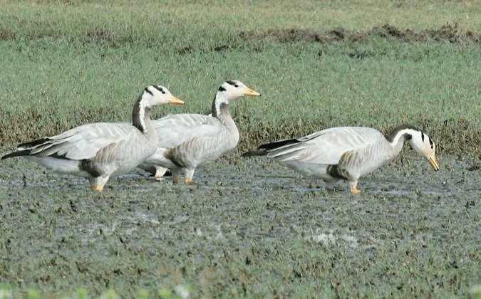 Bar-headed Geese by Vijaykumar Thondaman - La Paz Group