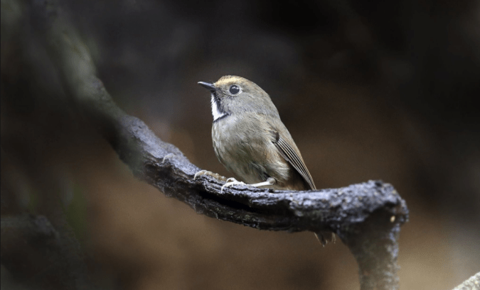 White-gorgeted Flycatcher by Gururaj Moorching - La Paz Group