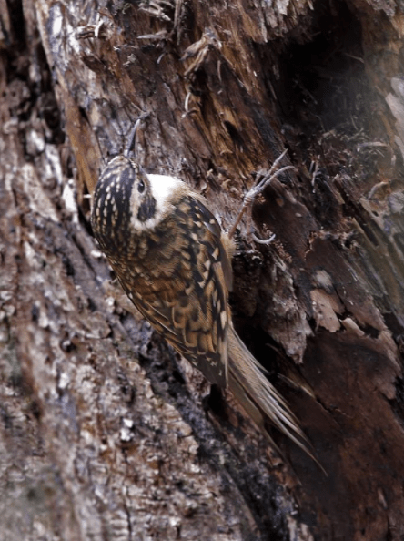 Rusty-flanked Tree-Creeper by Gururaj Moorching - La Paz Group