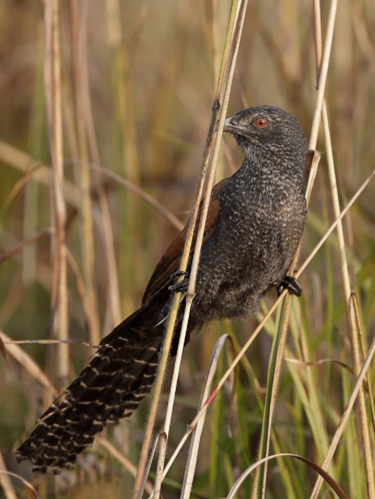 Lesser Coucal by Gururaj Moorching - La Paz Group