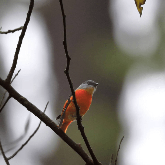 Grey-chinned Minivet by Gururaj Moorching - La Paz Group