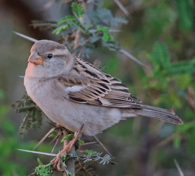 Kashmir House Sparrow by Gururaj Moorching - La Paz Group