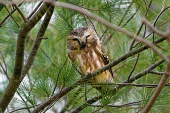 14COMET-slide-JG9V-superJumbo