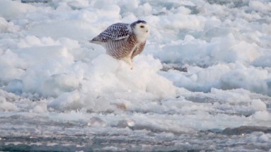 26910960-2198855830128396-432316509509887686-ojpg-a9671d74dae41869