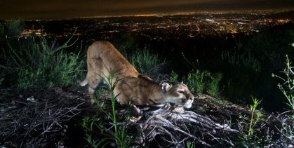FemaleMountainLion_VerdugosMountainsGlendaleLA_NPS_web2