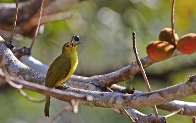 Yellow-browed Bulbul by Gururaj Moorching -La Paz Group