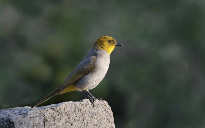 Yellow-throated Bulbul by Gururaj Moorching - La Paz Group