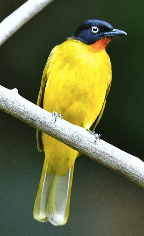Flame-throated Bulbul by Vijaykumar Thondaman - La Paz Group