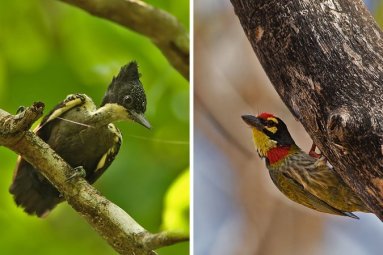 17TB-COFFEE4-master675