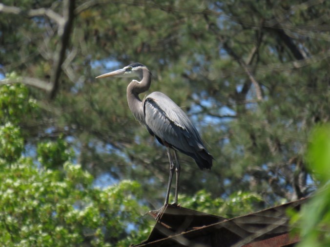 Great Blue Heron by Seth Inman - La Paz Group
