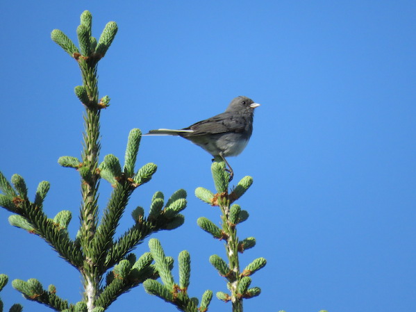 Dark-eyed Junco by Seth Inman - La Paz Group